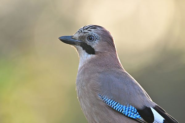 Eichelhäher Halbportrait