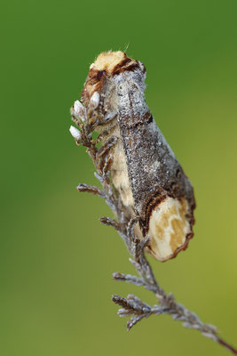 Mondvogel