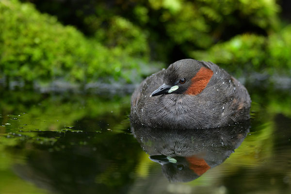 Zwergtaucher