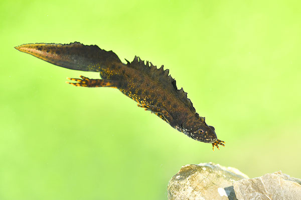 Kammmolch Männchen