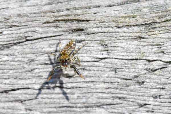 Springspinne