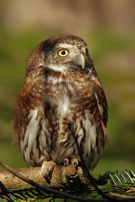 Sperlingskauz, Nationalpark Bayrischer Wald Tierfreigelände Neuschönau