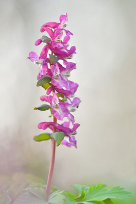 Hohler Lerchensporn