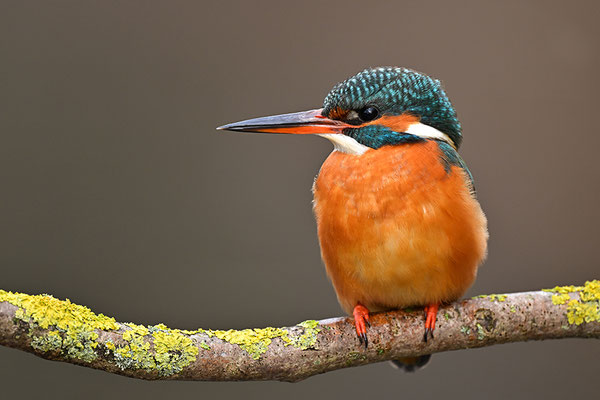 Eisvogel Weibchen