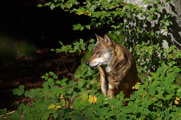 Wolf, Nationalpark Bayrischer Wald Tierfreigelände Neuschönau