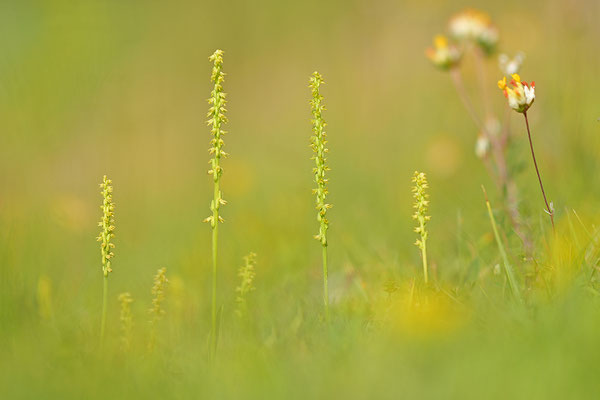 Honigorchis