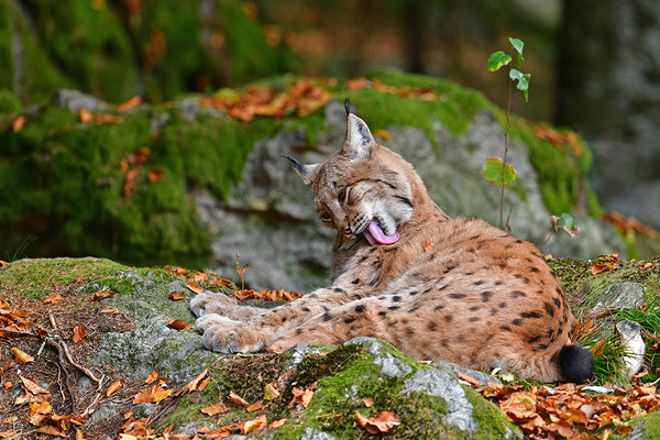 Luchs Nationalpark Bayrischer Wald Tierfreigelände Neuschönau