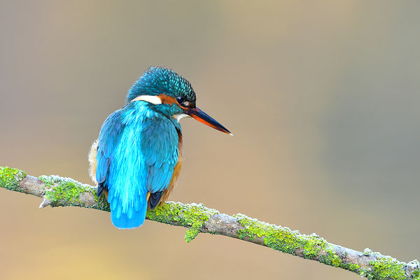 Eisvogel Weibchen