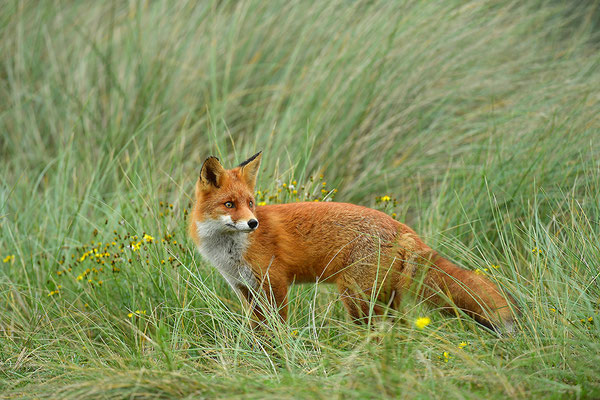 Fuchs
