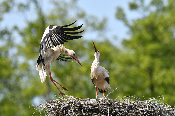 Weißstorch mit Jungvögeln am Nest
