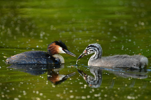 Haubentaucher Jungvogel mit Altvogel