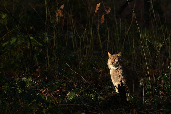 Luchs im Gegenlicht
