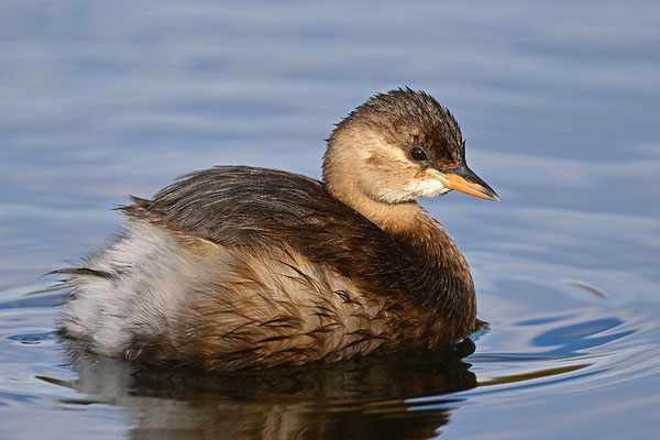 Zwergtaucher
