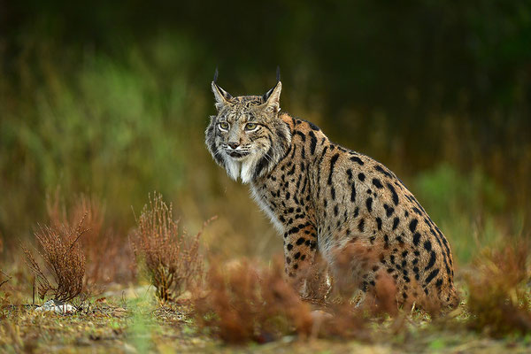 Pardelluchs