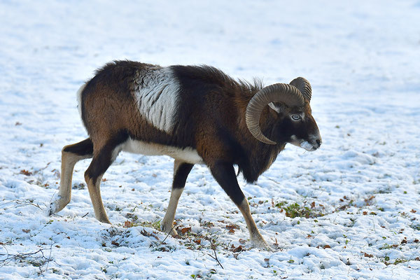 Mufflon