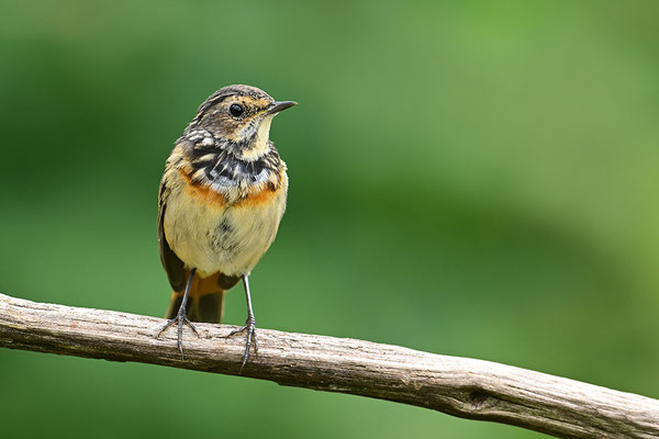 Blaukehlchen Weibchen