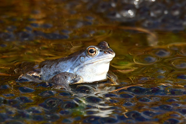 Moorfrosch