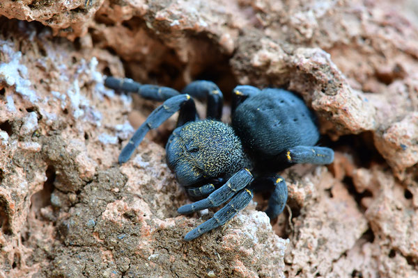 Rote Röhrenspinne, Weibchen