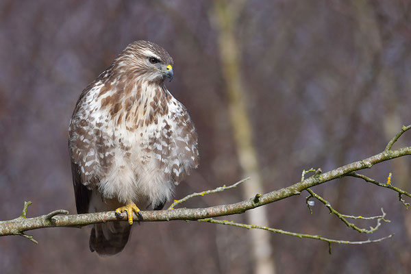 Mäusebussard
