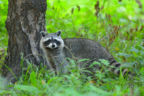 Waschbär