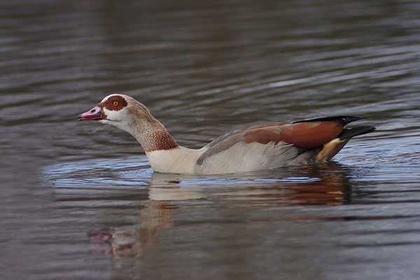 Nilgans