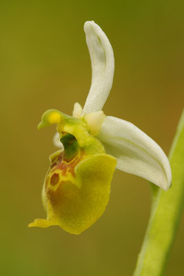 Gelbe Hummelragwurz flavescens