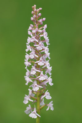 Mückenhändelwurz