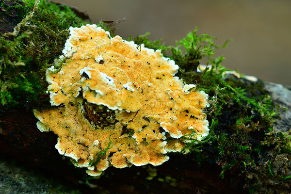 Rindenpilz