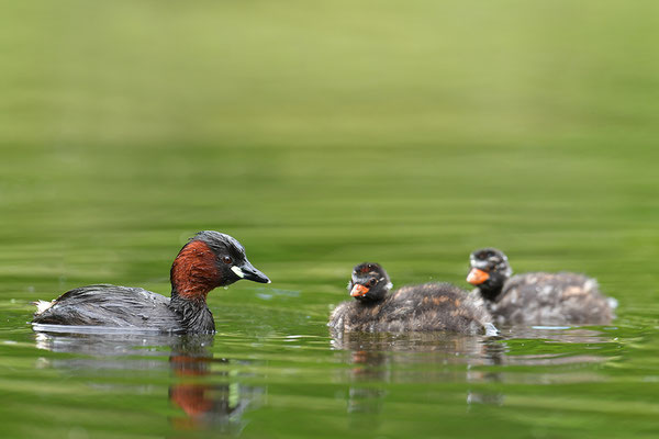 Zwergtaucher mit Jungen