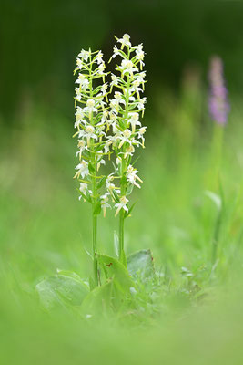Grüne Waldhyazinthe