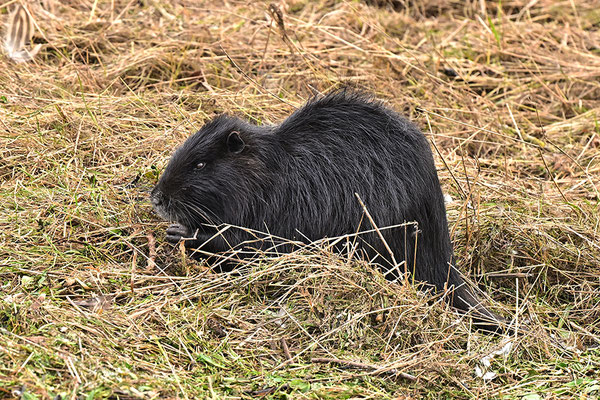 Nutria