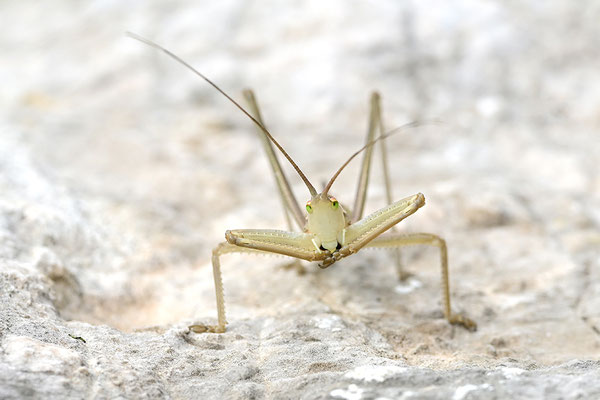 Griechische Sägeschrecke 