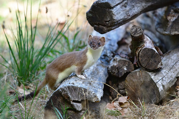 Hermelin im Otterpark Hankensbüttel