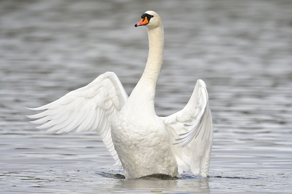 Höckerschwan
