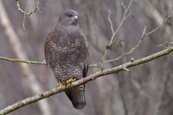 Mäusebussard