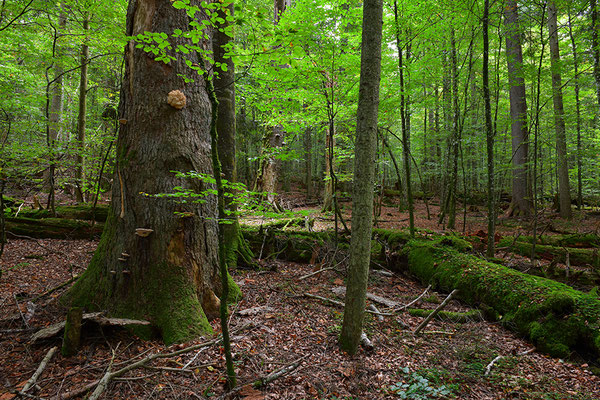 Urwald Bayrischer Wald