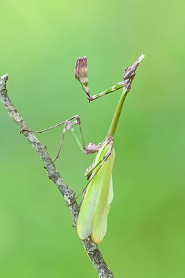 Empuse, Empusa fasciata
