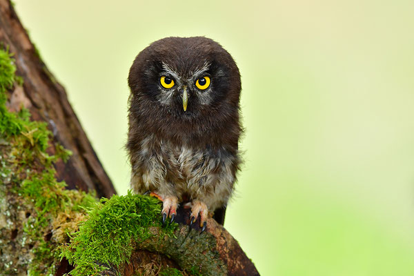Raufußkauz Jungvogel