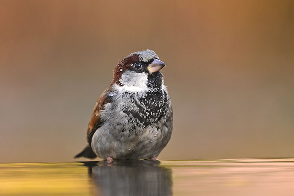 Haussperling