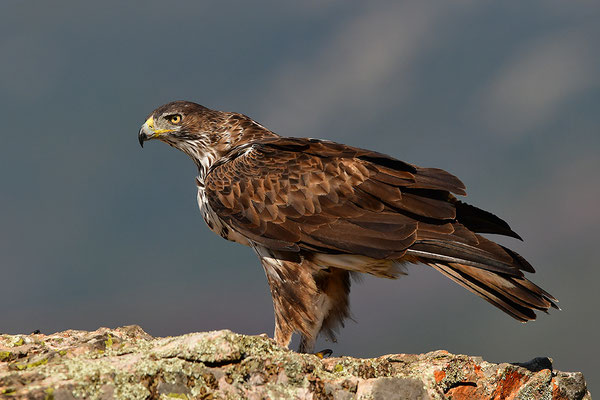 Habichtsadler