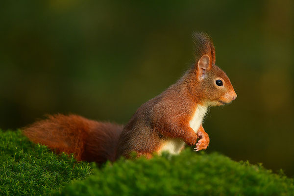 Eichhörnchen