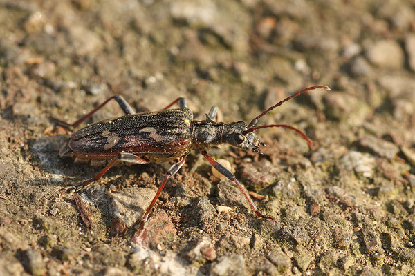 Schönbock
