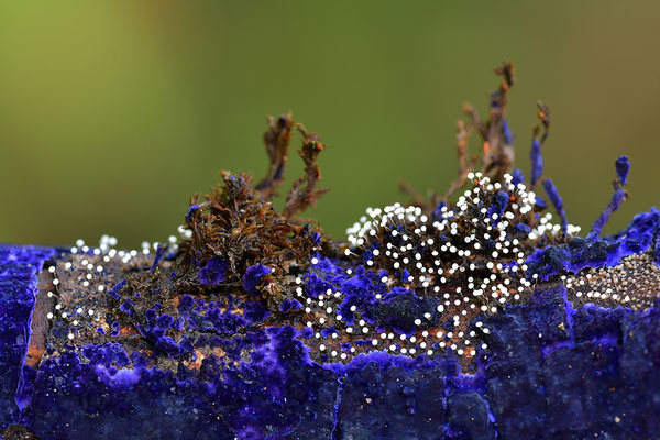Blauer Rindenpilz mit Schleimpilz