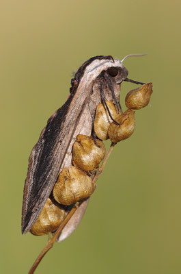 Ligusterschwärmer
