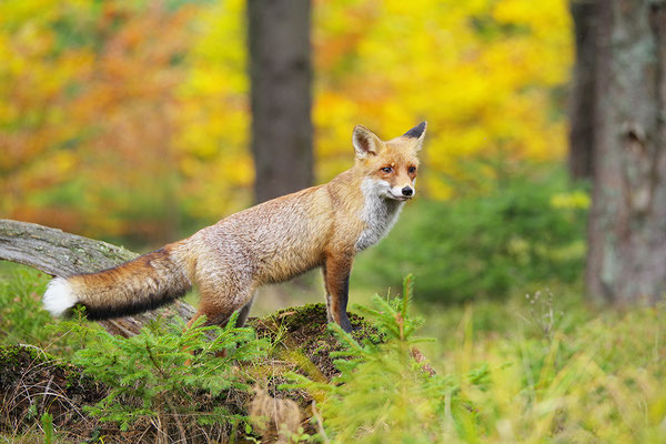 Fuchs