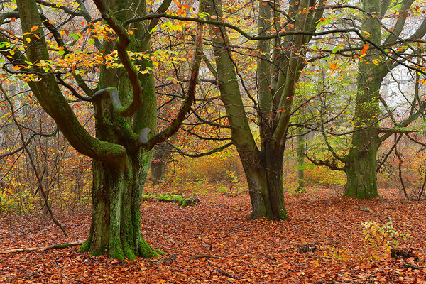 Urwald Sababurg