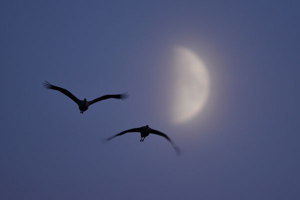 Kraniche vor dem Mond