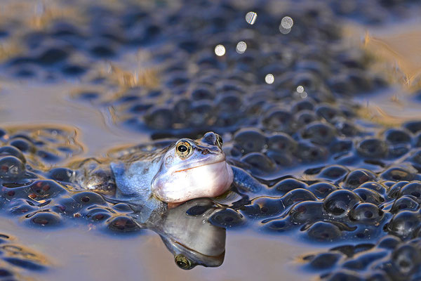 Moorfrosch