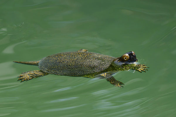 Europäische Sumpfschildkröte
