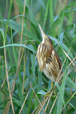 Zwergdommel Jungvogel